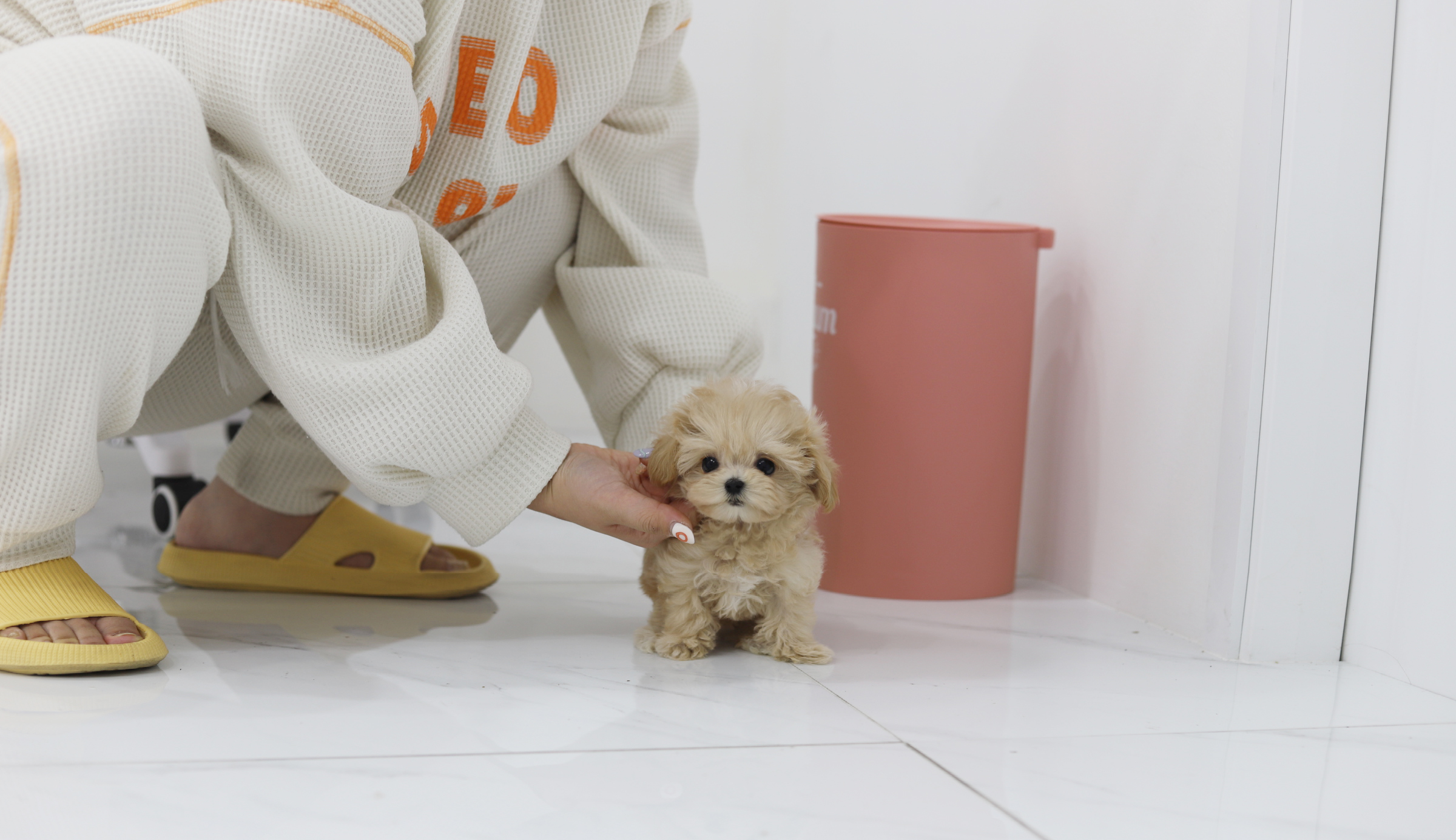 말티푸 분양합니다