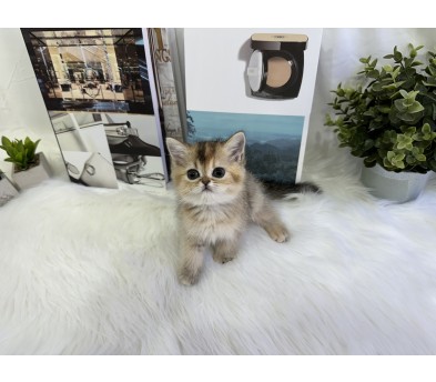 브리티쉬숏헤어