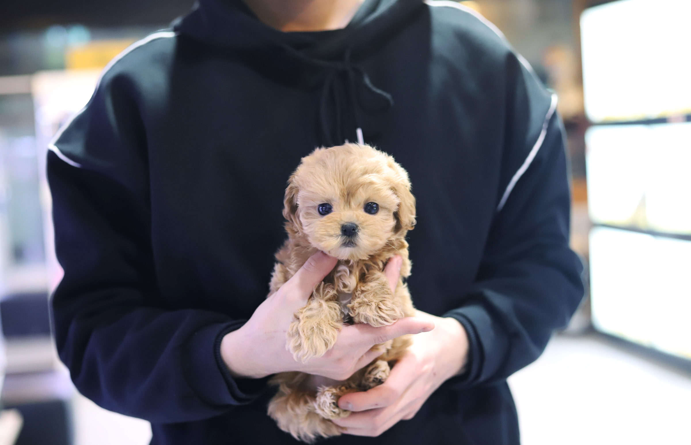 말티푸 분양합니다