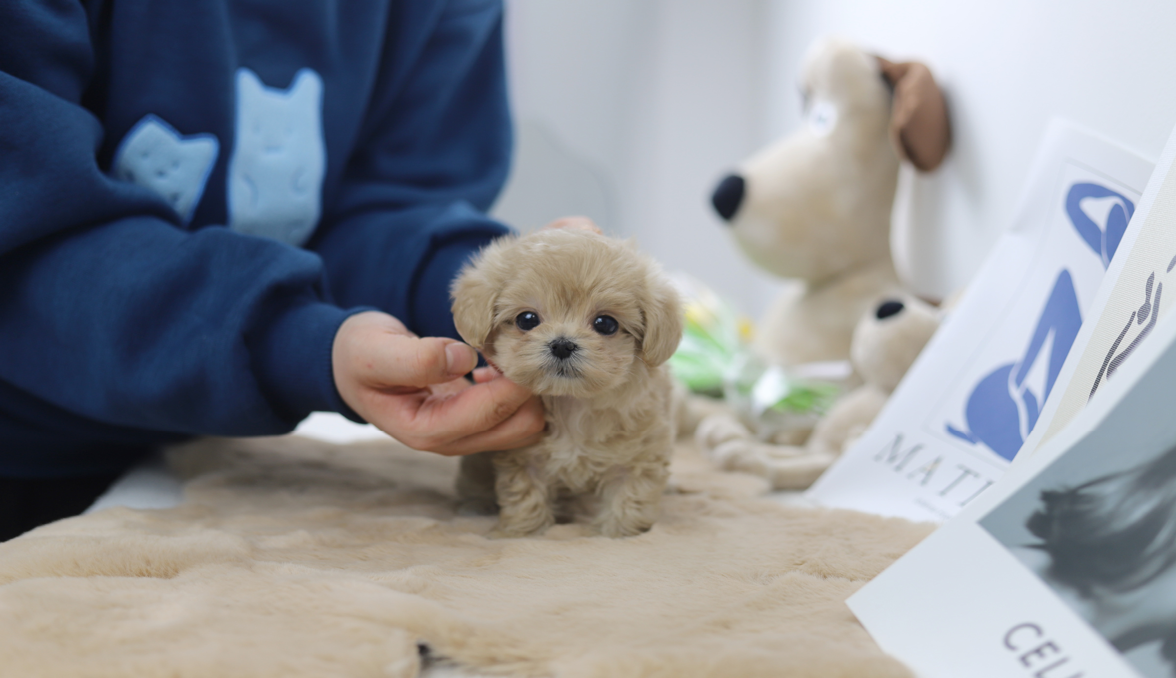 말티푸 분양합니다
