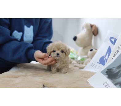 말티푸 분양합니다