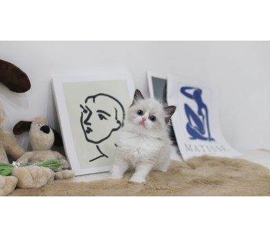 렉돌