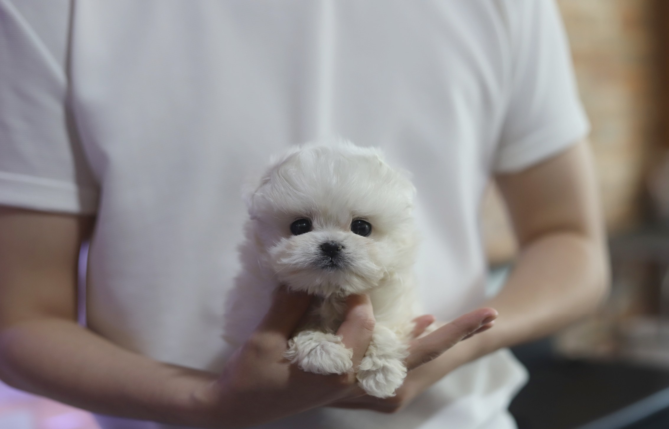 말티푸 분양합니다