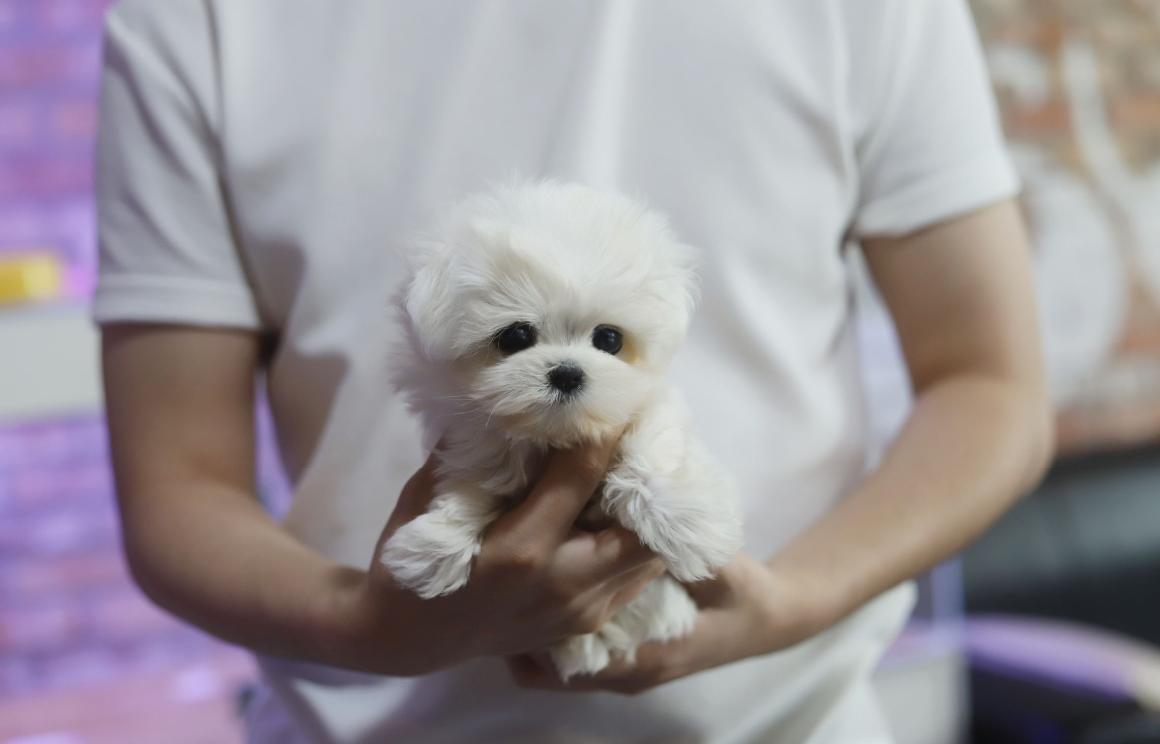 말티즈 분양합니다