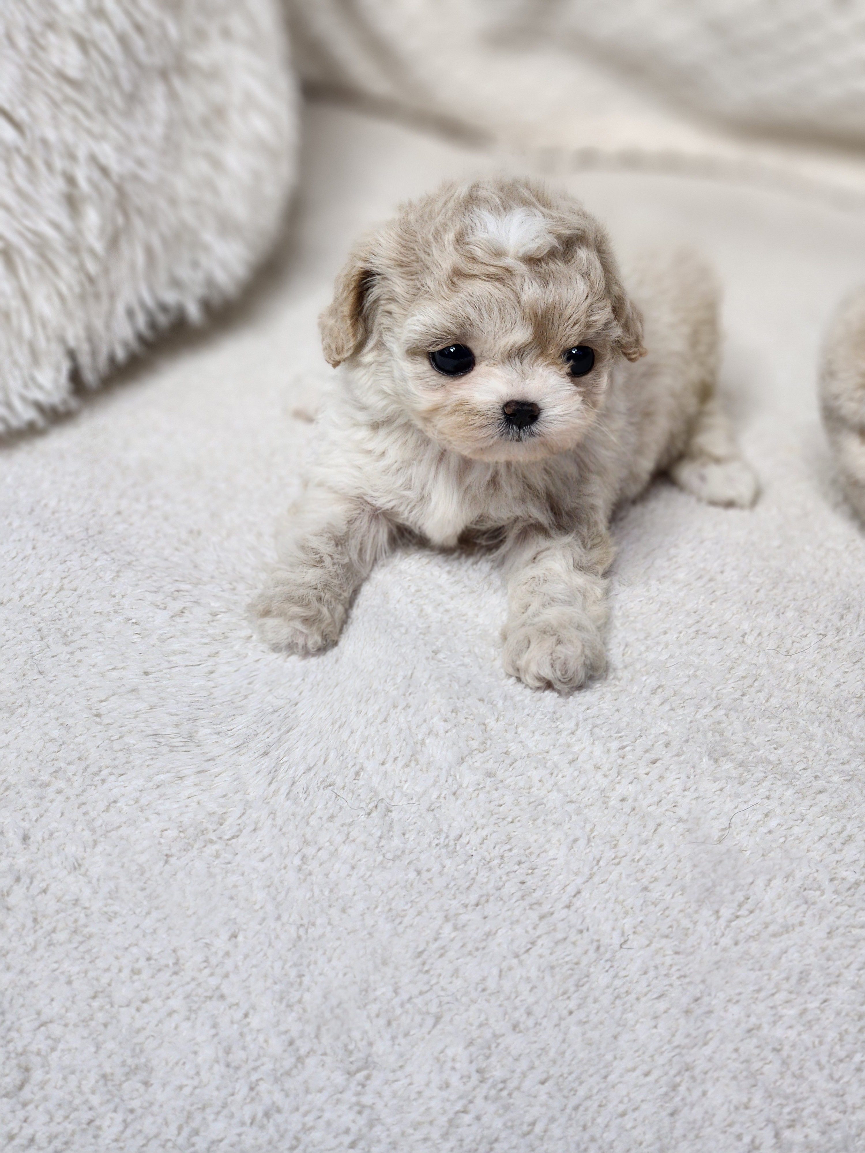 푸숑(분양완료)