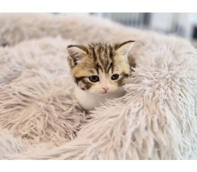 브리티쉬숏헤어